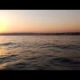 Sunset Cruise with Dolphins! 0