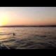 Sunset Cruise with Dolphins! 1