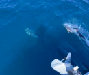 Wild Algarve Dolphins 2