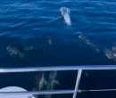 Wild Algarve Dolphins 1