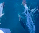 Wild Algarve Dolphins 3