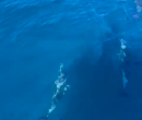 Wild Algarve Dolphins 4