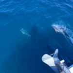 Wild Algarve Dolphins