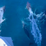 Wild Algarve Dolphins