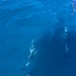 Wild Algarve Dolphins
