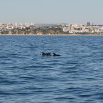 Avistamento de Golfinhos - Uma Experiência Inesquecível