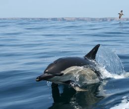 Sunset Cruise with Dolphins! 1