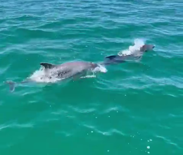 Cruise in Ria Formosa Algarve 1