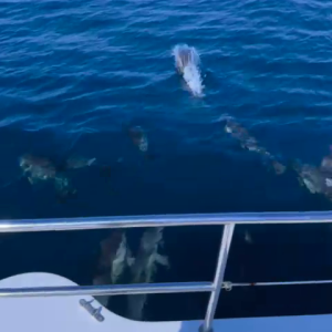 Wild Algarve Dolphins