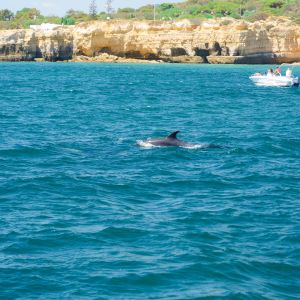 Avistamento de Golfinhos - Uma Experiência Inesquecível