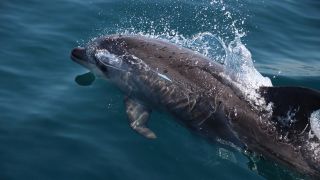 Champanhe e Golfinhos no Algarve