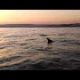 Sunset Cruise with Dolphins! 0