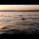 Sunset Cruise with Dolphins! 1