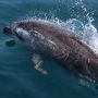 Boat trip to see dolphins in Algarve