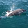 ALgarve cruise with dolphins