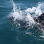 ALgarve cruise with dolphins