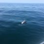 ALgarve cruise with dolphins