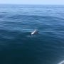 Boat trip to see dolphins in Algarve