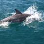 Ver golfinhos no Algarve