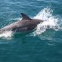 ALgarve cruise with dolphins