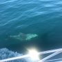 ALgarve cruise with dolphins