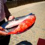 A Sardinha Restaurant Algarve