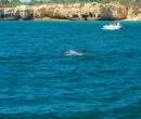 Dolphin Watching – An Unforgettable Experience 2
