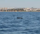 Dolphin Watching – An Unforgettable Experience 4