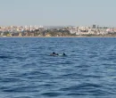 Dolphin Watching – An Unforgettable Experience 3