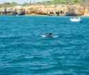 Dolphin Watching – An Unforgettable Experience 1