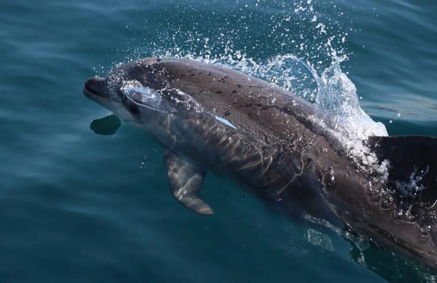 ALgarve cruise with dolphins