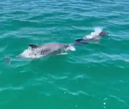 Cruise in Ria Formosa Algarve 1