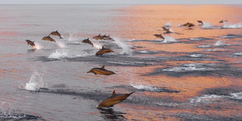 Explore the Marine Wildlife of the Algarve Coast